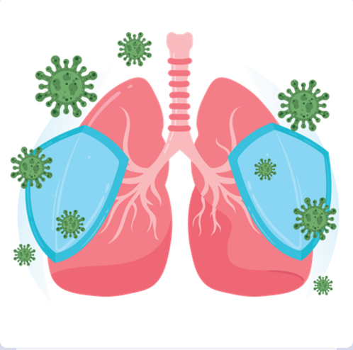 Fortalece el sistema inmune, ayudando al cuerpo a responder ante agentes externos.