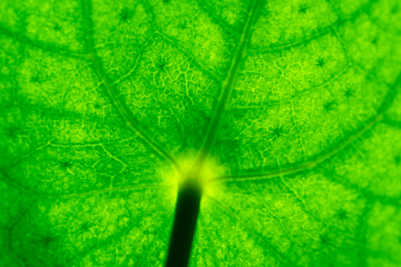 Mejora la oxigenación celular y fortalece el sistema inmunológico.