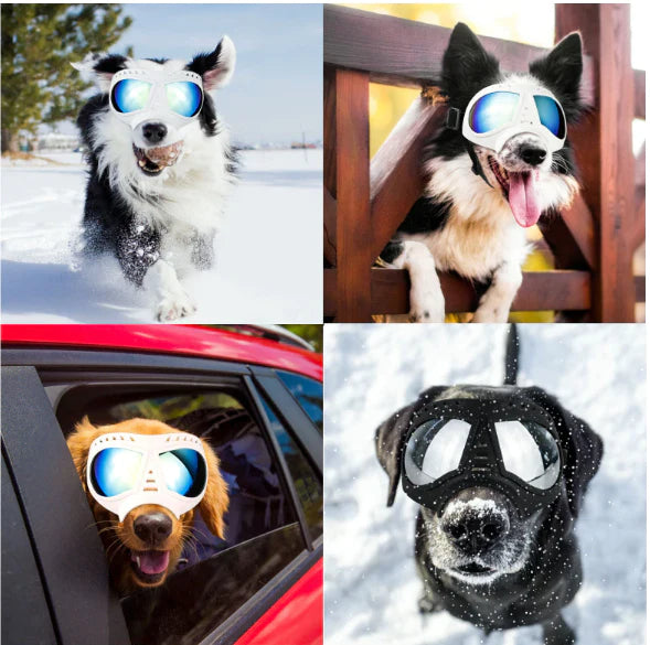 GAFAS DE MASCOTAS CON ESTUCHE