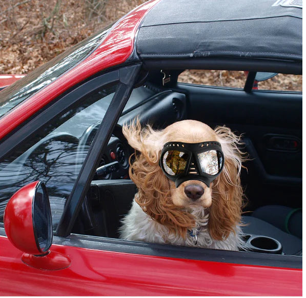 GAFAS DE MASCOTAS CON ESTUCHE