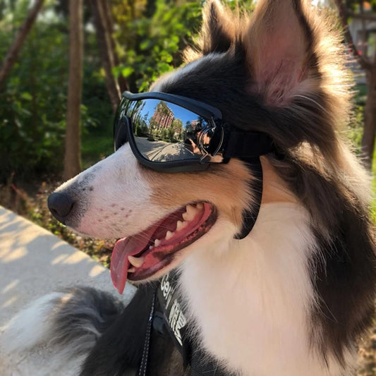 GAFAS PARA PERRO