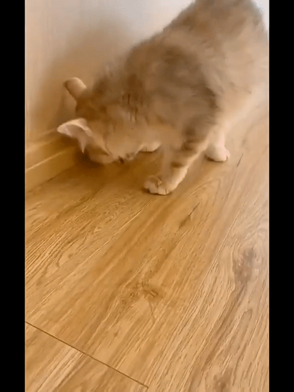 🐶🐱 PELOTA INTELIGENTE PARA MASCOTAS 🐶🐱